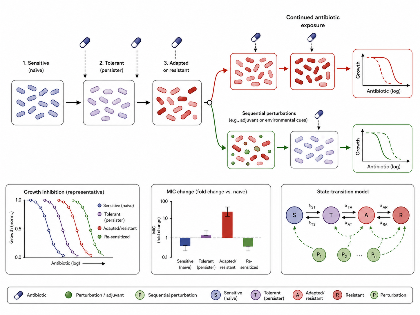 Antimicrobial adaptation and reversibility