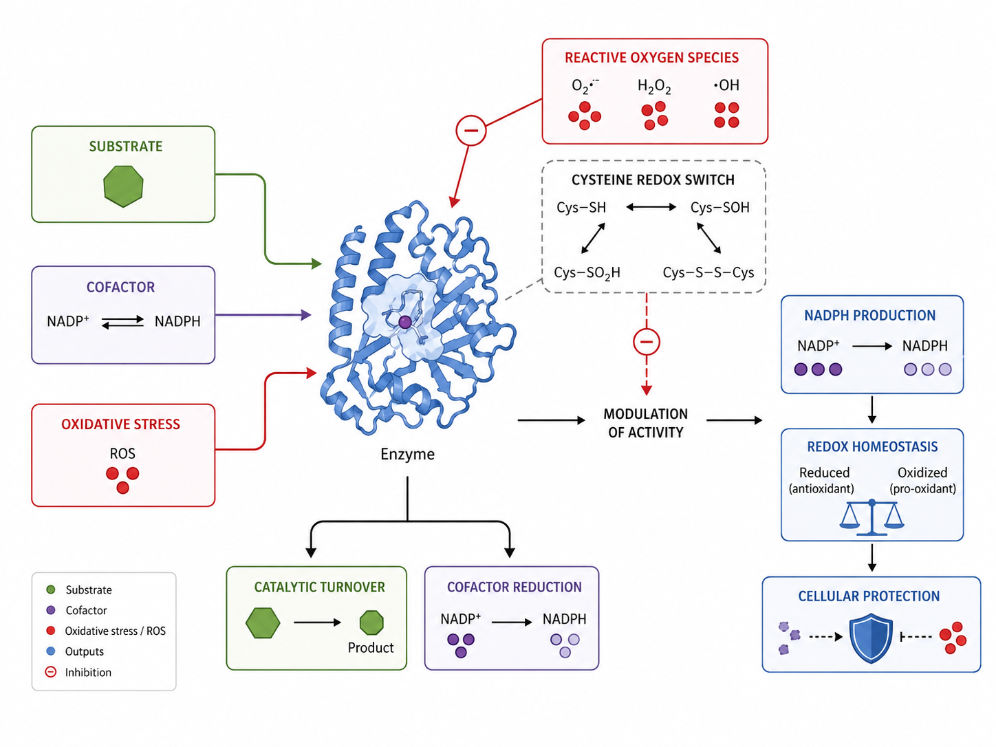 Enzyme regulation and redox biology